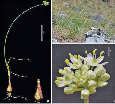 Jammu University Researchers Discover New Plant Species