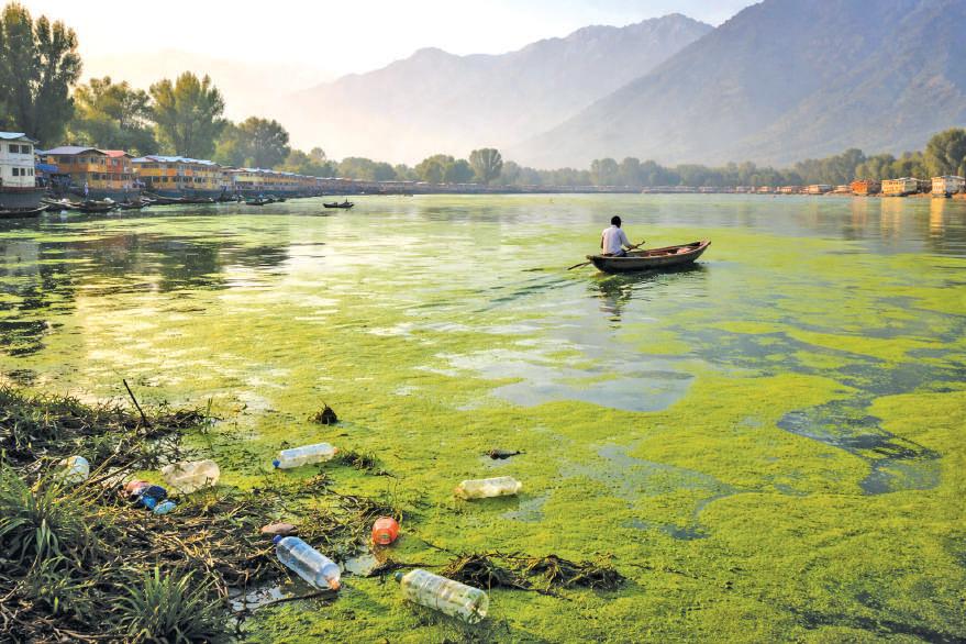 When Dal Turned Green