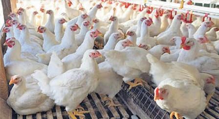 Kashmir Poultry Sector Faces Sharp Decline