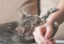 Over 15,900 Pet Cat Bite Cases Reported at SMHS in a Year