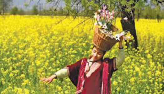 Mustard Fields across Kashmir Draw Crowds, Cameras