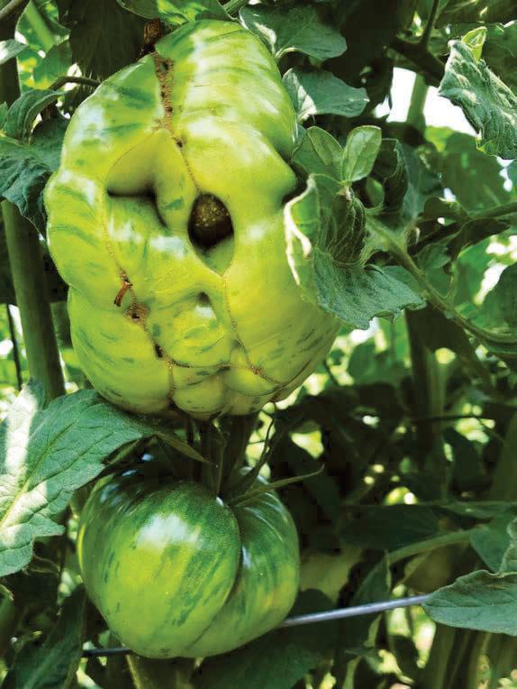 TROUBLESHOOT YOUR TOMATOES