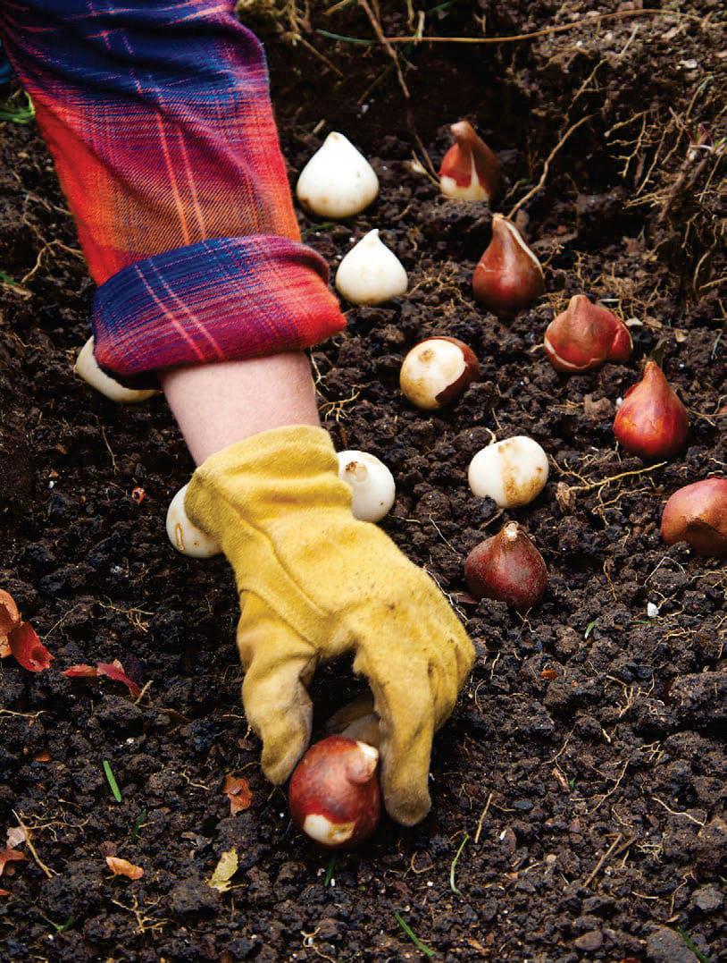 The Best Bulb-Planting Techniques