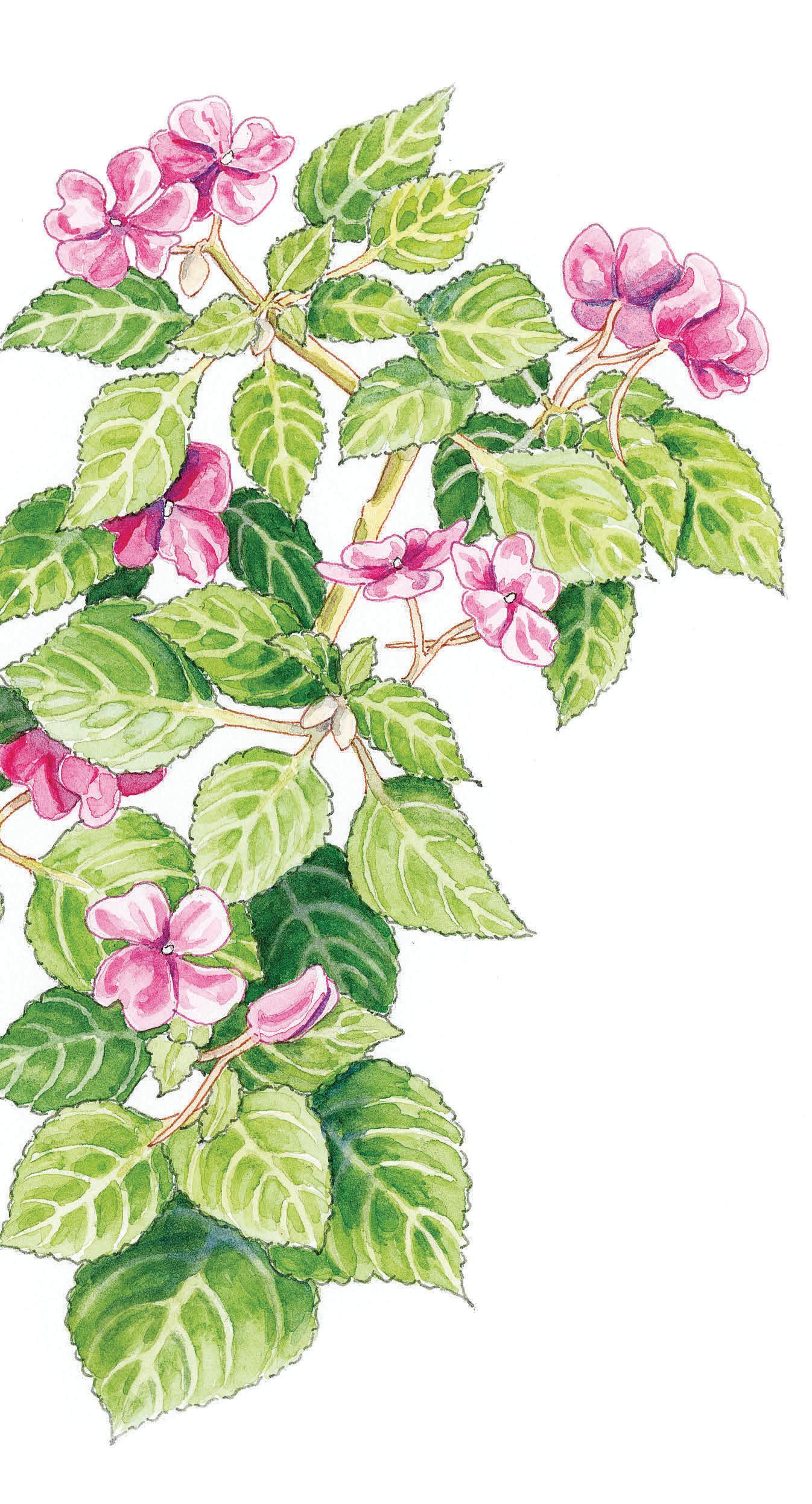 WHICH shade ANNUAL IS RIGHT FOR YOU?