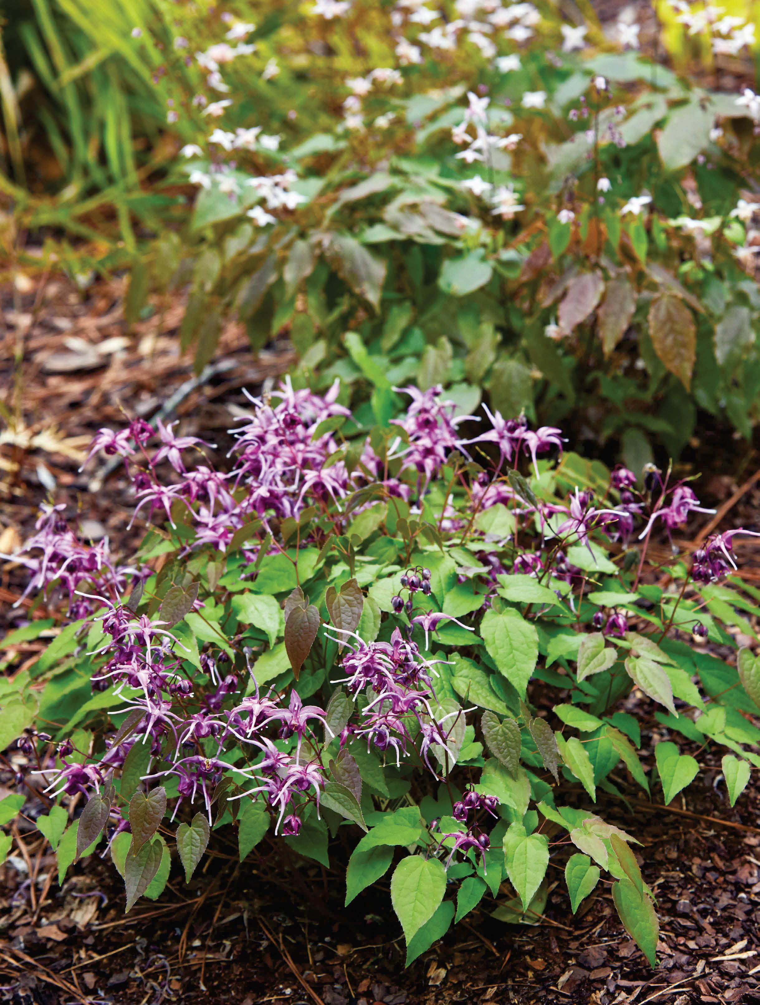Epimedium