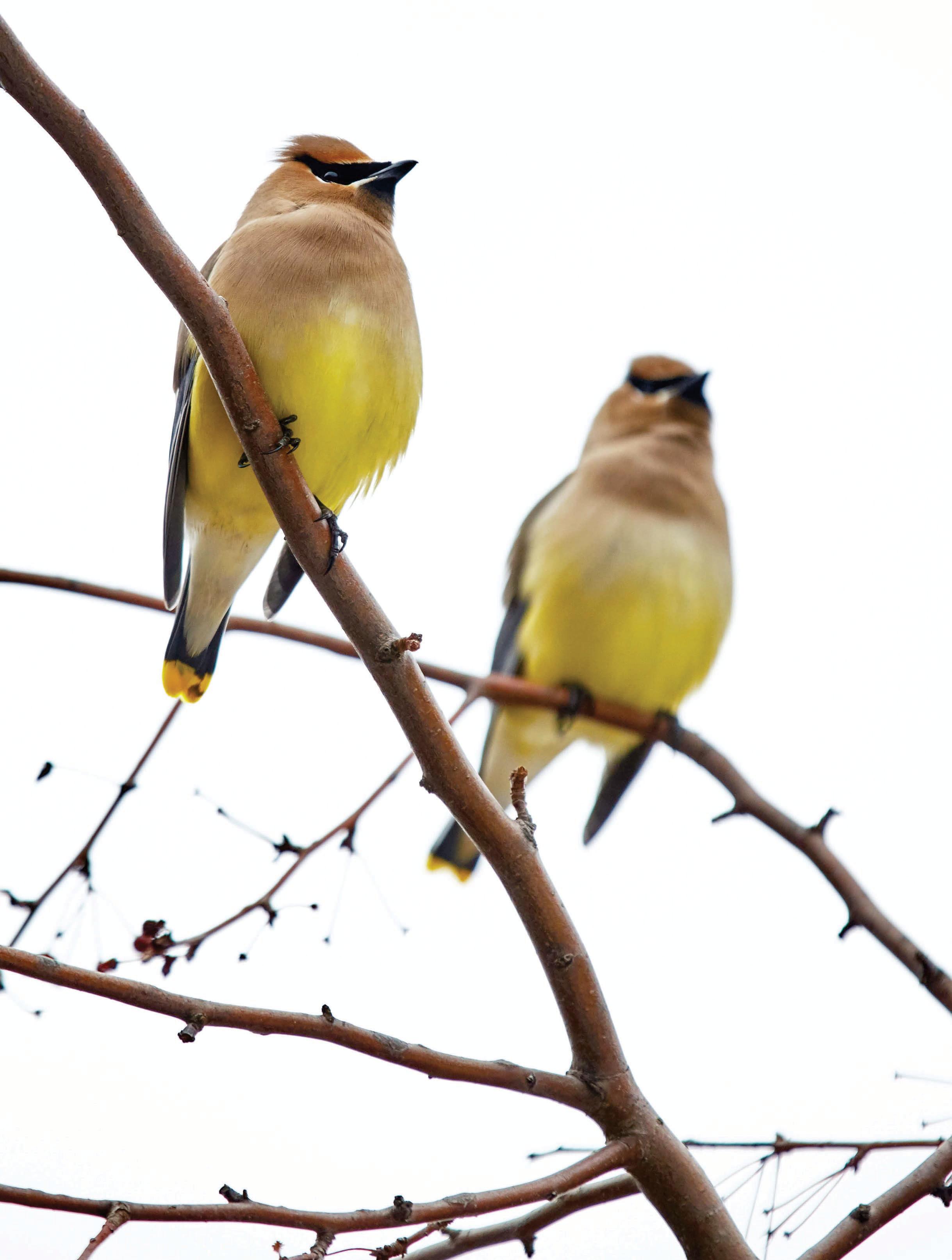 Winter Happy Hour for the Birds