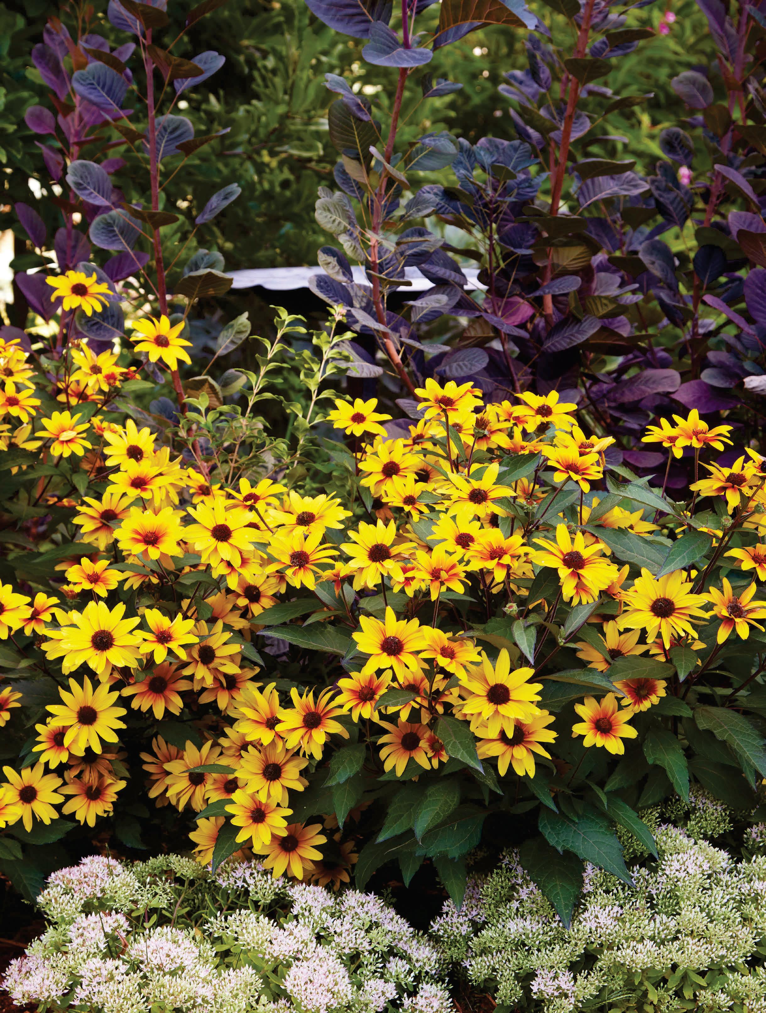 2026's Best New Plants!