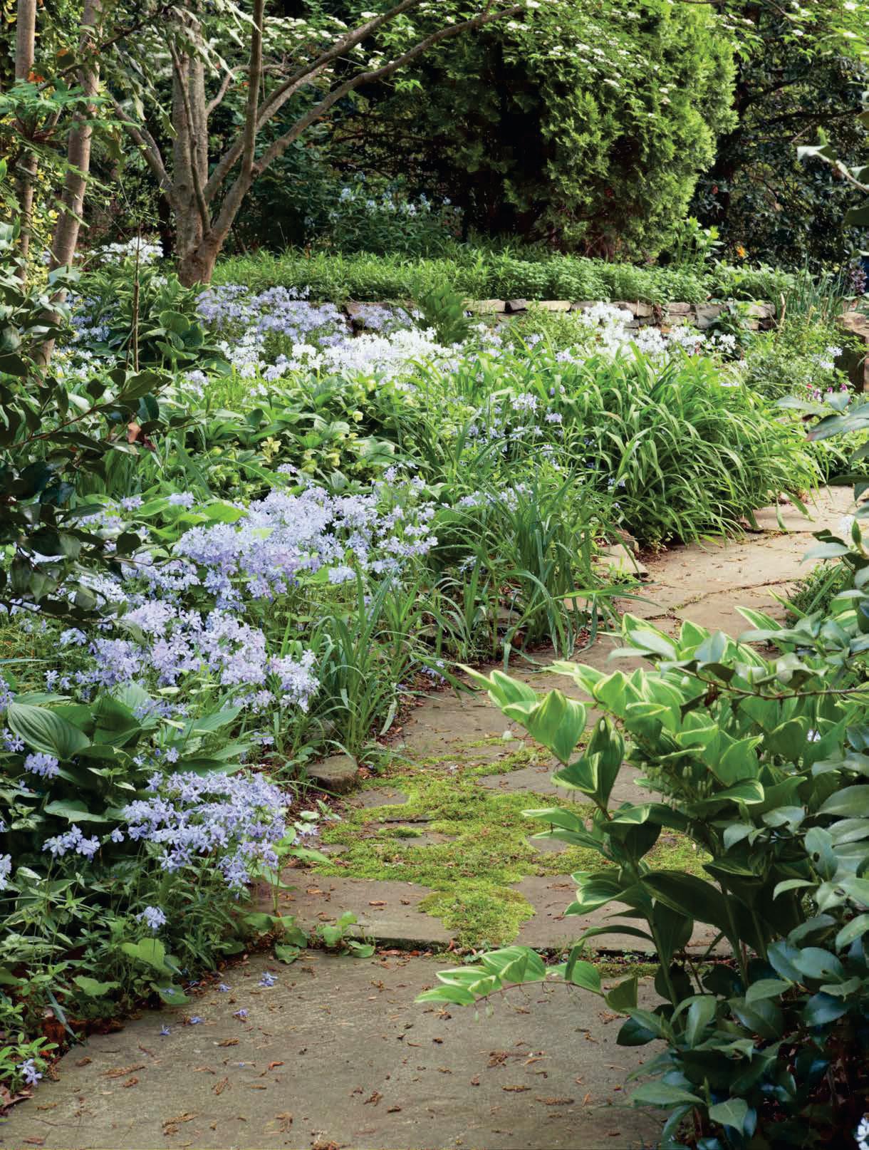 Native Plants