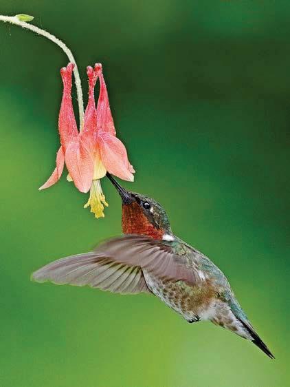 Plants for Pollinators