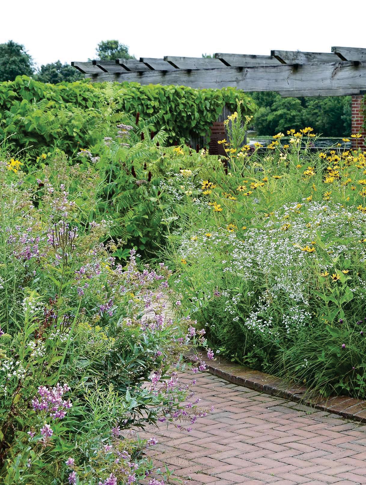 Native Prairie Plants for Any Size Garden