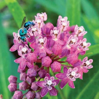 Native Bees Find Winter Shelter in Surprising Places