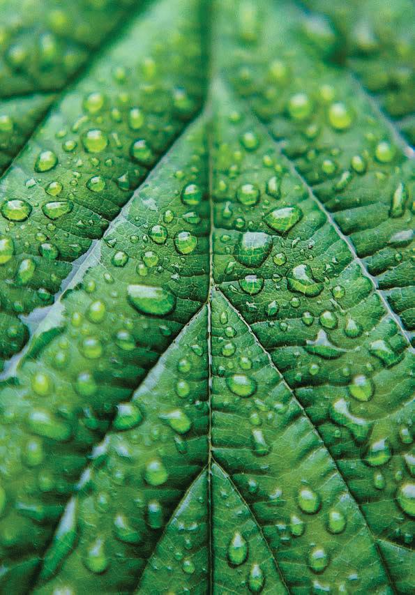 THREE WATER-WISE GARDEN HACKS