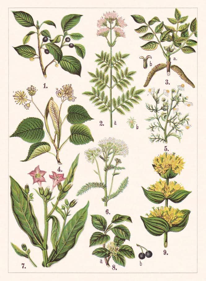 ADVENTURING INTO HERBALISM