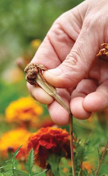 Weeding Out Worry - Two books give perspectives on gardening's importance to mental health