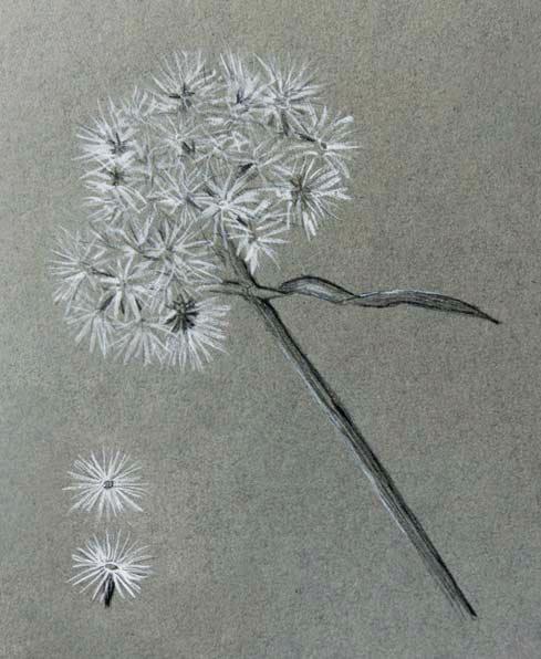 When to cut back asters