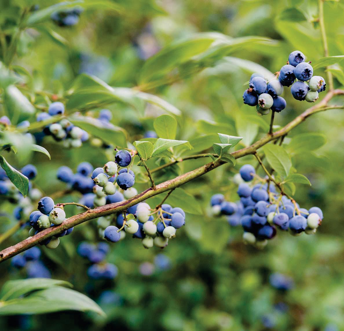 Berries of Blue