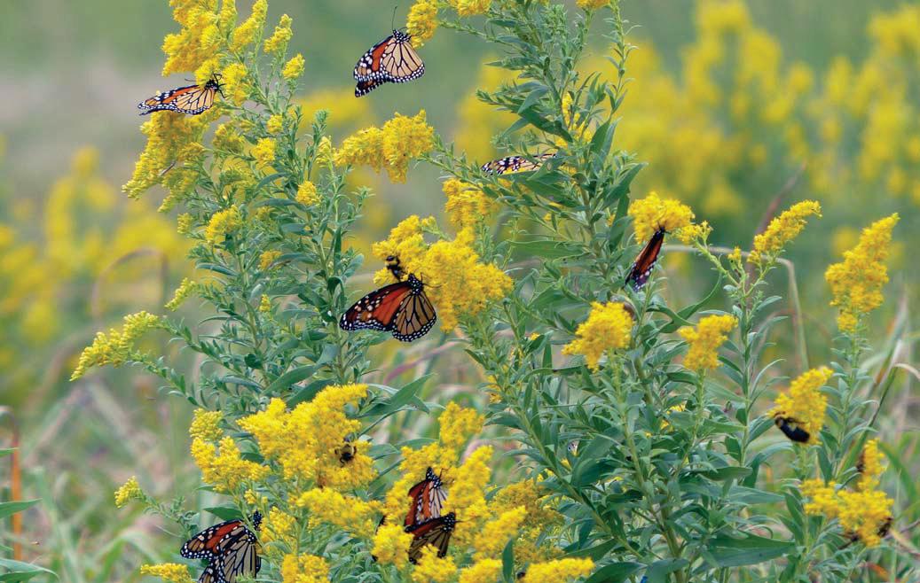 MONARCH JOINT VENTURE