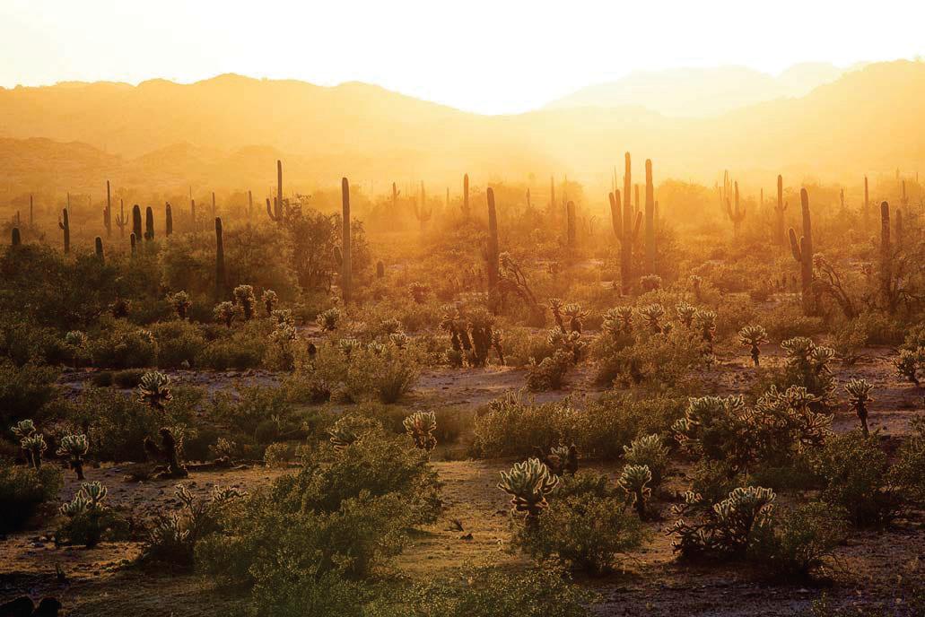 THE DIVERSE DESERT