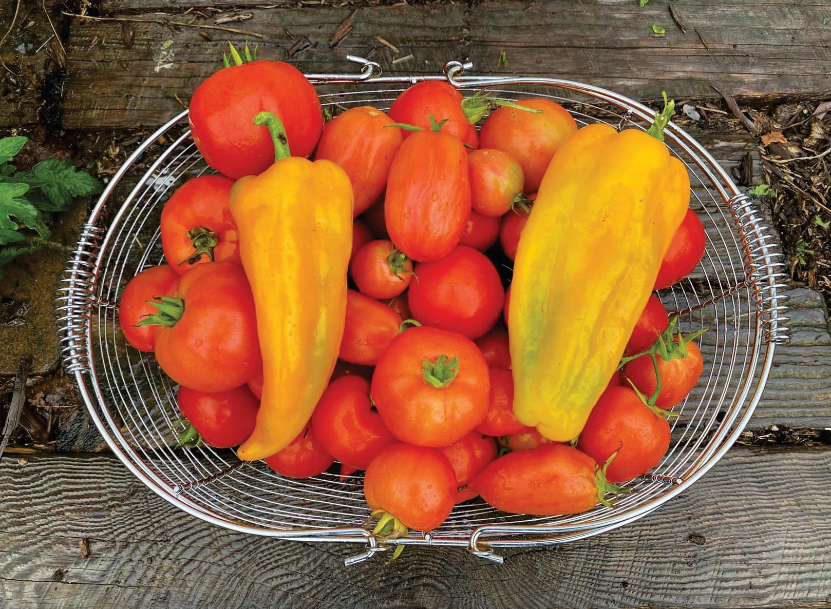 Top Tomatoes, Perfect Peppers