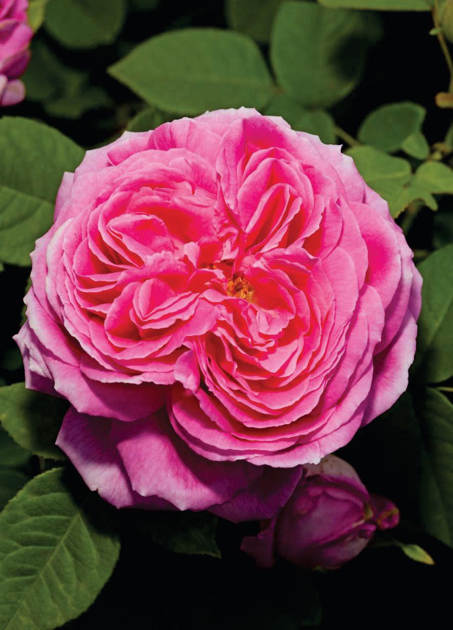 RESILIENT Roses