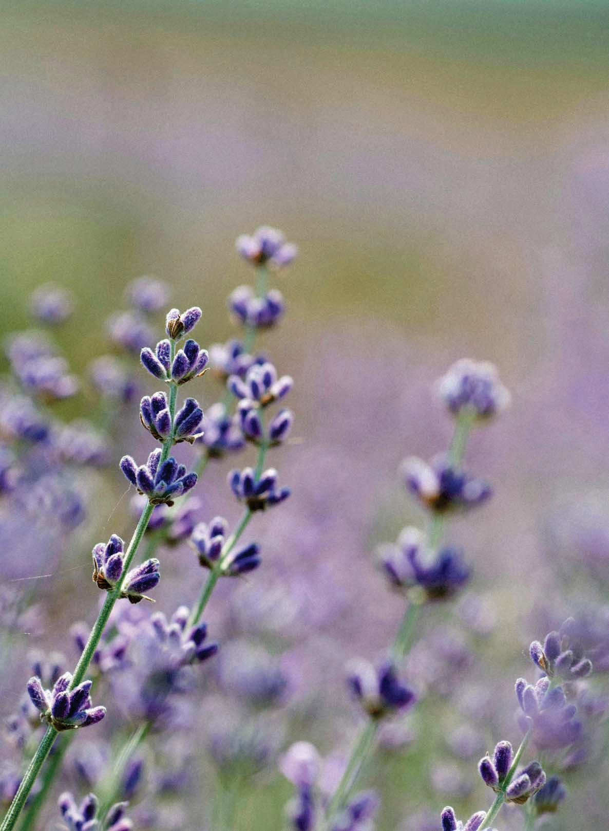 Lavender, Unlimited