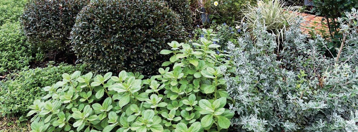the many Pleasures of Plectranthus