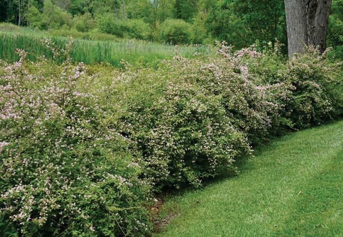 BEAUTYBUSH