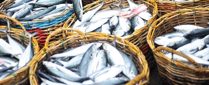 India registers growth in fish output to 184.02 LT in FY 23: Economic Survey
