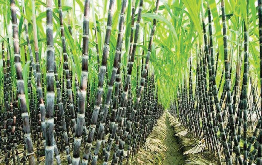 UPL Unimart and IPL partner to transform Sugarcane farming across India