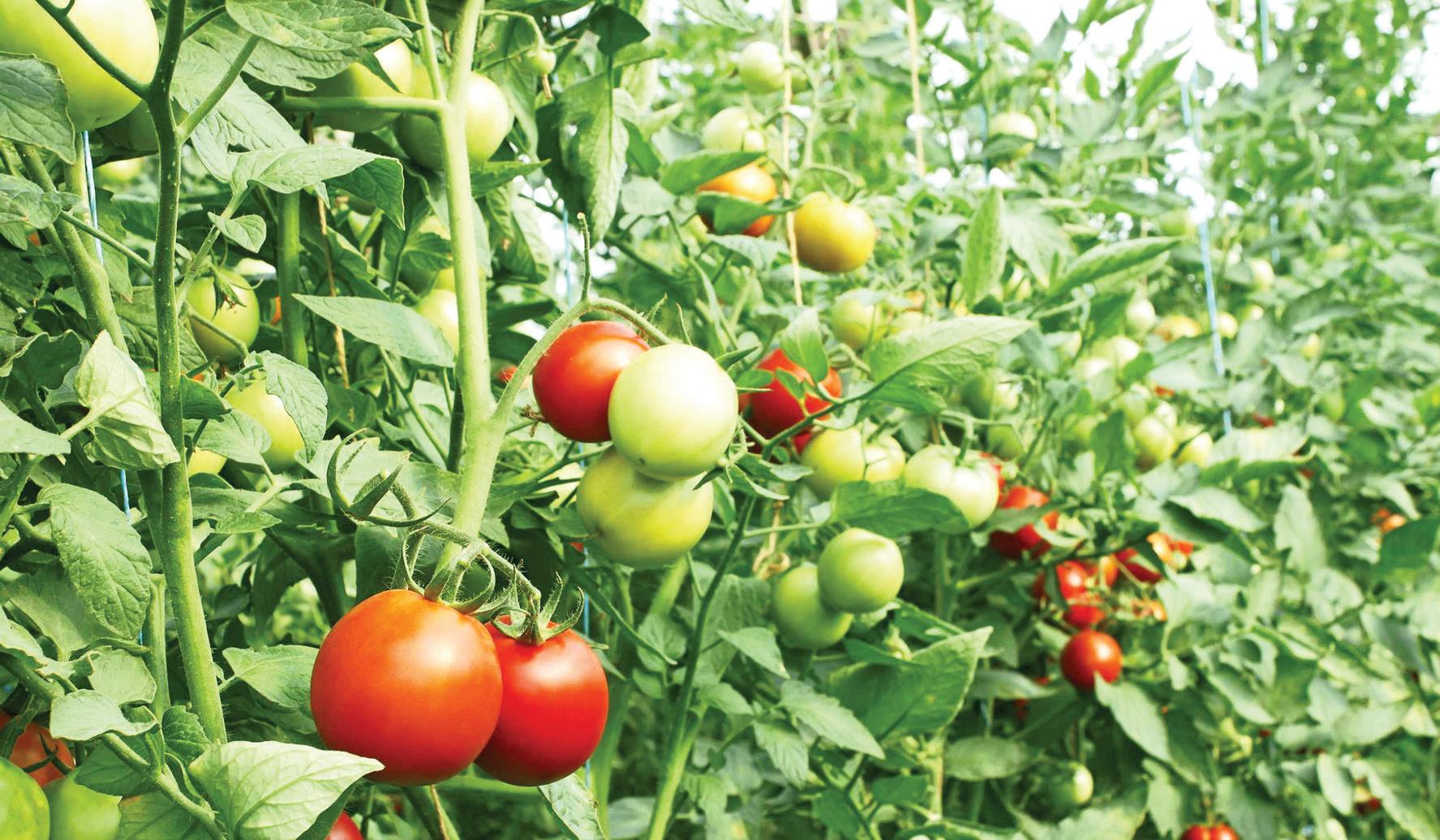“The main challenge is to supply the high demand for seeds, as we need to comply with local regulations”