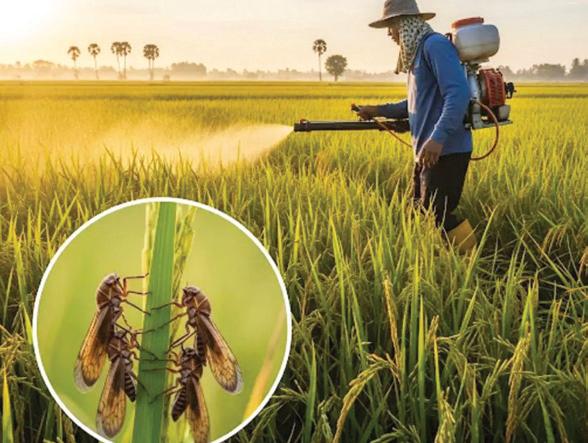 Insecticides (India) Limited partners with Corteva Agriscience to launch "SPARCLE"