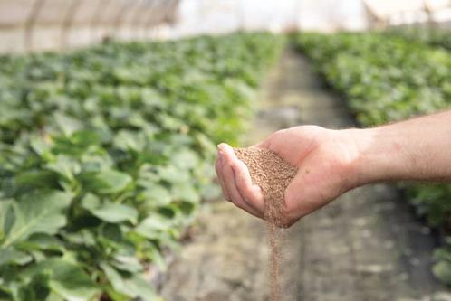 LIDA Plant Research advances biological IPM with root-specific formulation