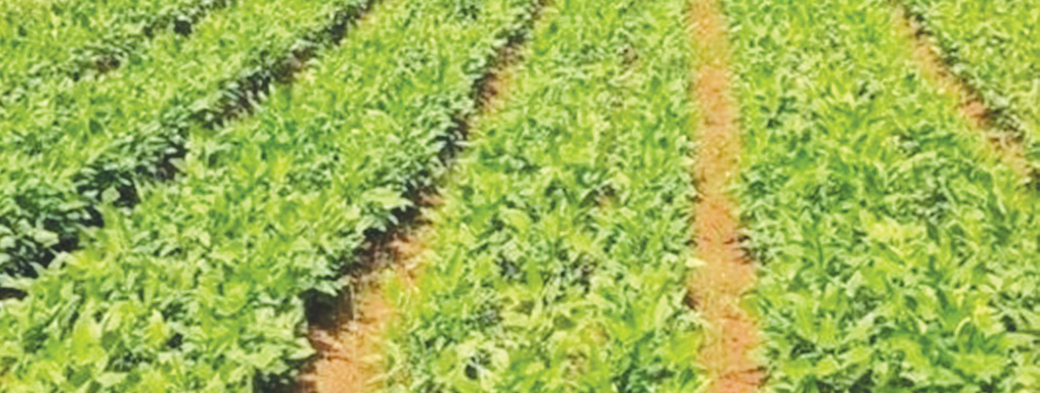 Fostering seeds of new varieties of Pulses under NFSNM