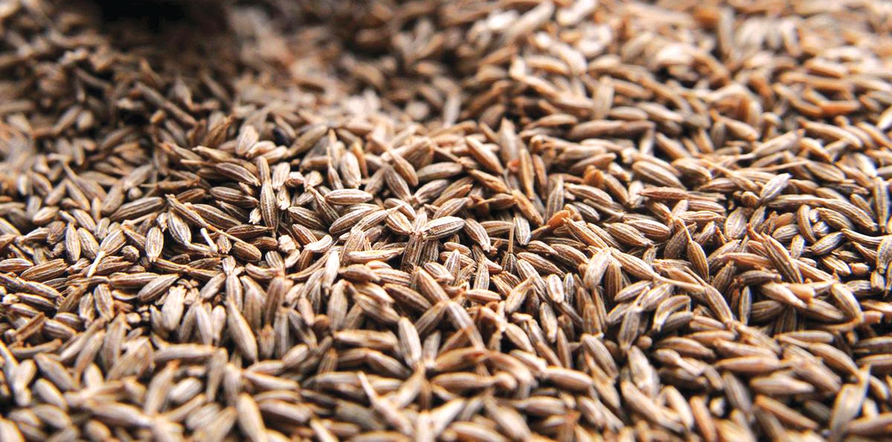 Strengthening the Draft Seed Act, 2025