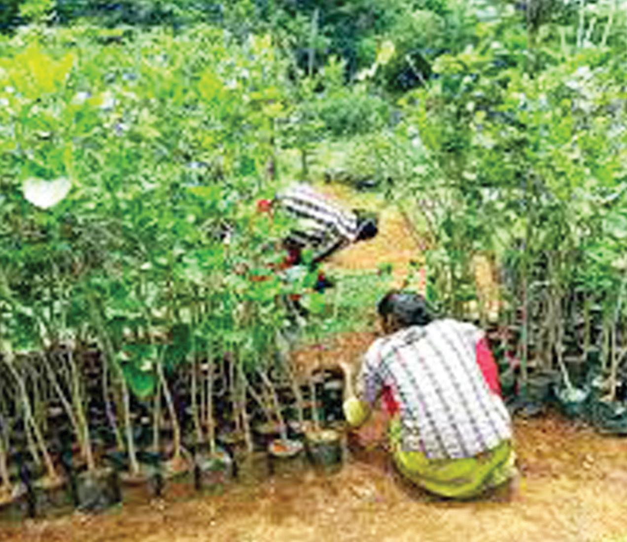 Tamil Nadu unveils comprehensive Urban Greening Policy to reclaim cities, combat climate risk and restore ecological balance