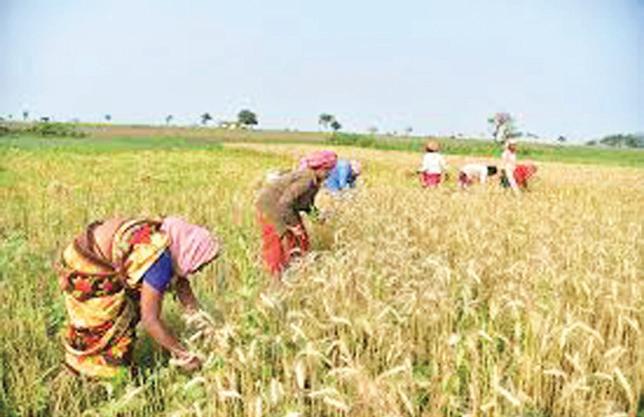 Cabinet clears higher Nutrient- Based Subsidy for Kharif 2026
