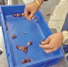 ఖర్జూరాల్లో బంగారం స్మగ్లింగ్ !