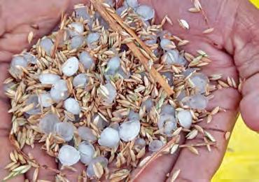 అకస్మాత్తుగా వడగళ్లవాన