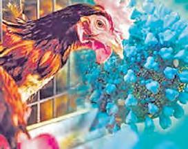 విజృంభిస్తున్న బర్డ్ ఫ్లూ!