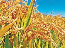 వరి ఉత్పత్తిలో తెలంగాణ టాప్