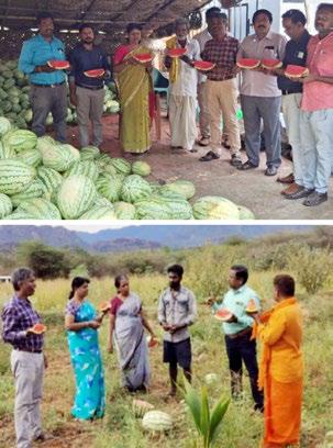 கடமலைக்குண்டு பகுதியில் தர்ப்பூசணி தோட்டத்தில் தோட்டக்கலை அதிகாரிகள் நேரடி கள ஆய்வு
