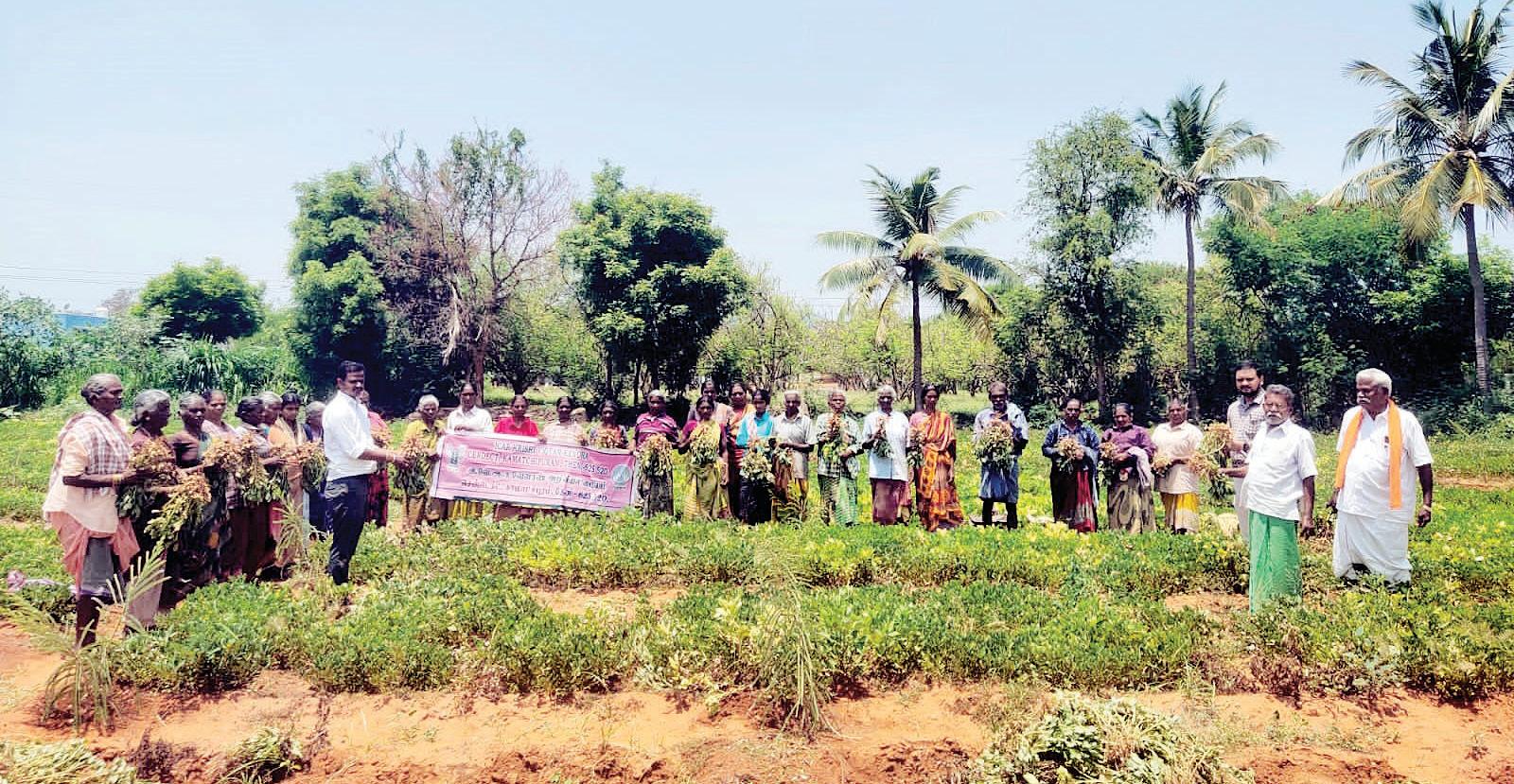 சென்டெக்ட் வேளாண் அறிவியல் மையம் சார்பில் நிலக்கடலை இரக வயல் விழா