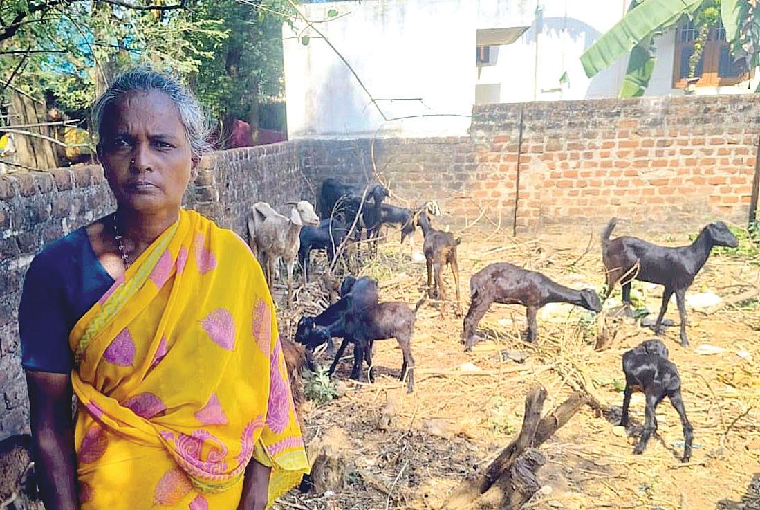 சிவகங்கை: கால்நடை பராமரிப்புத்துறைமூலம் பயனடைந்த கைம்பெண்
