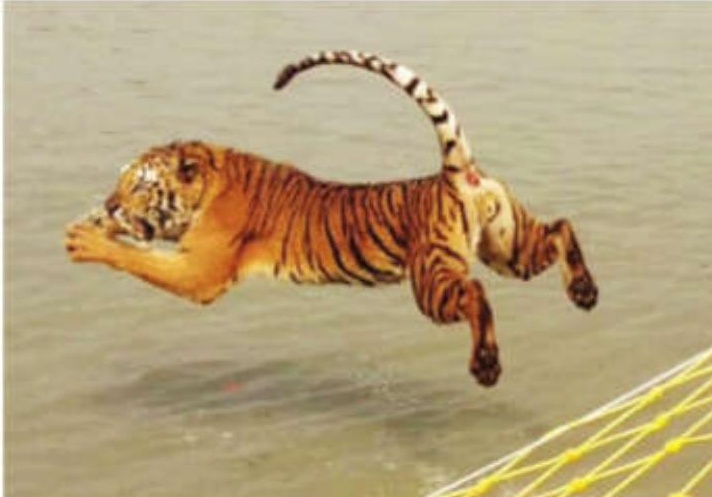 Maipith tiger caged, treated before release