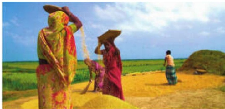 The Importance of 'Poush Nabanna' on Sankranti Day