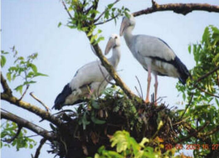 Asian Openbill Stork population plummets in Keleghai river basin