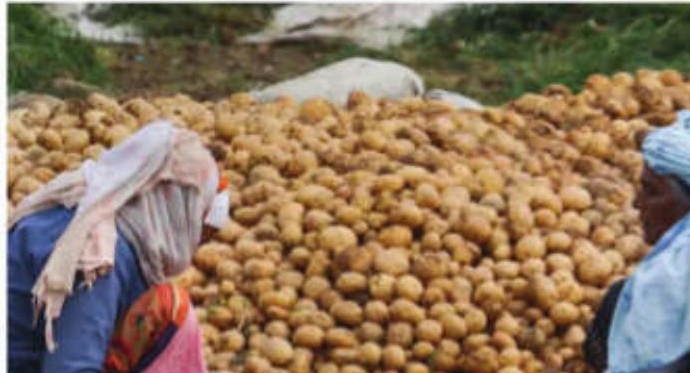 Farmers From Dhaniakhali Block Count Losses After Hailstorm
