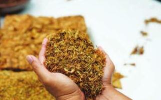 Govt mulls higher GST on tobacco, companies may face margin pressures & demand contraction
