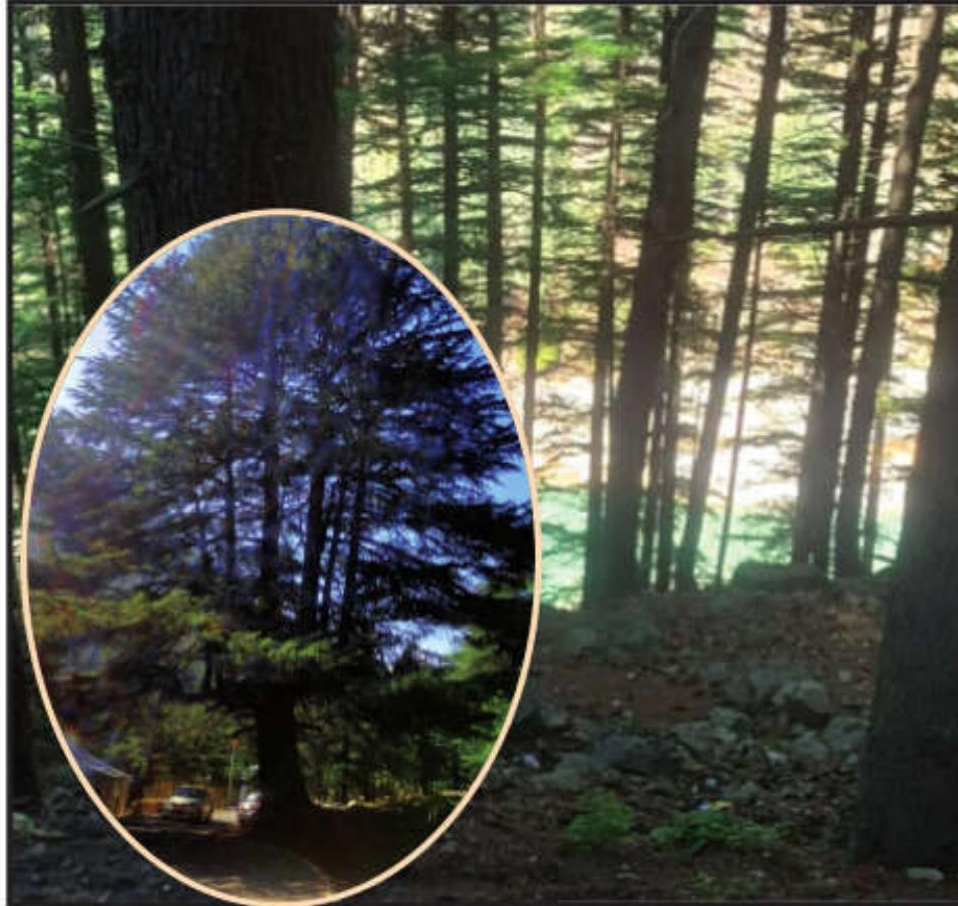 The spirit of Chipko needs to be revived