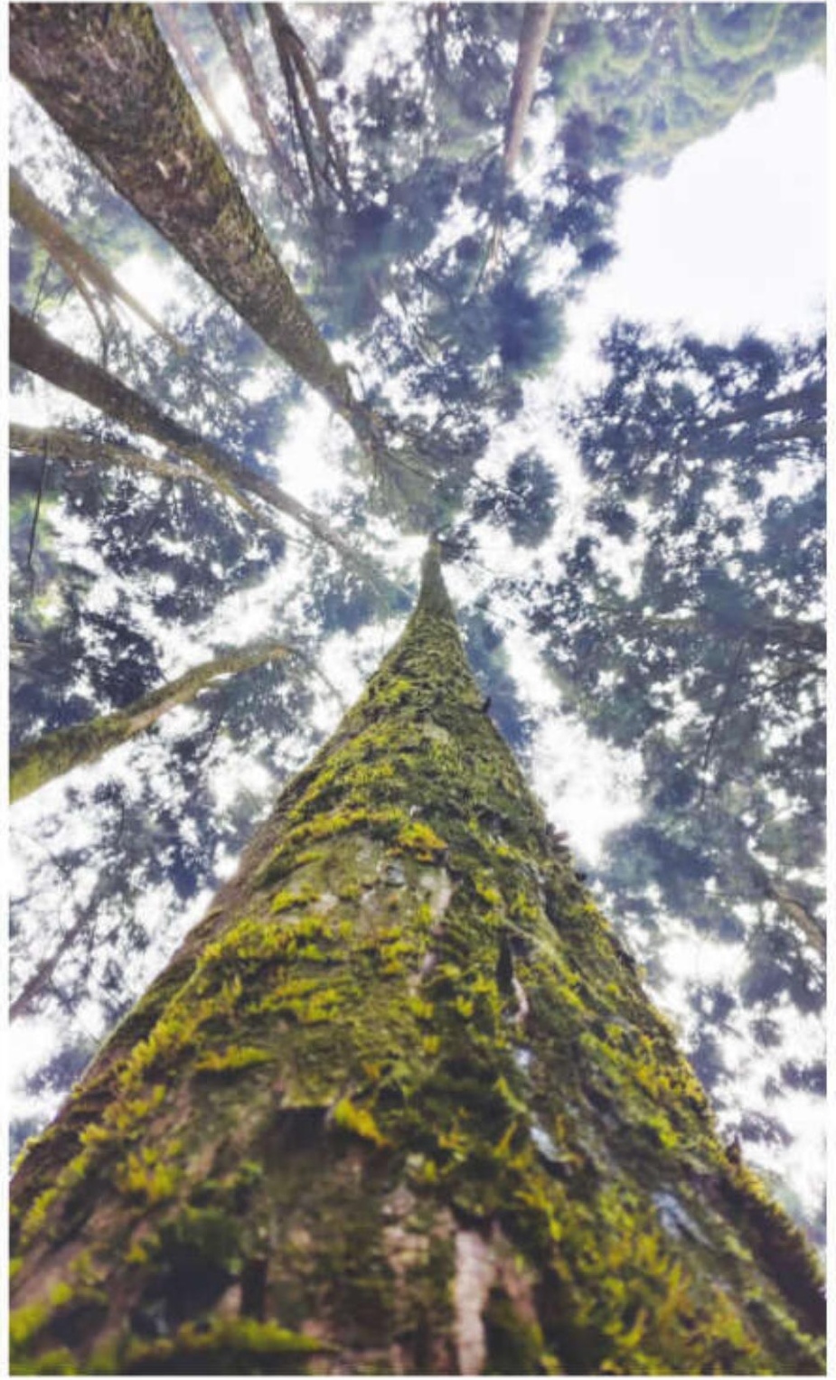 Climb of a half-lived boy